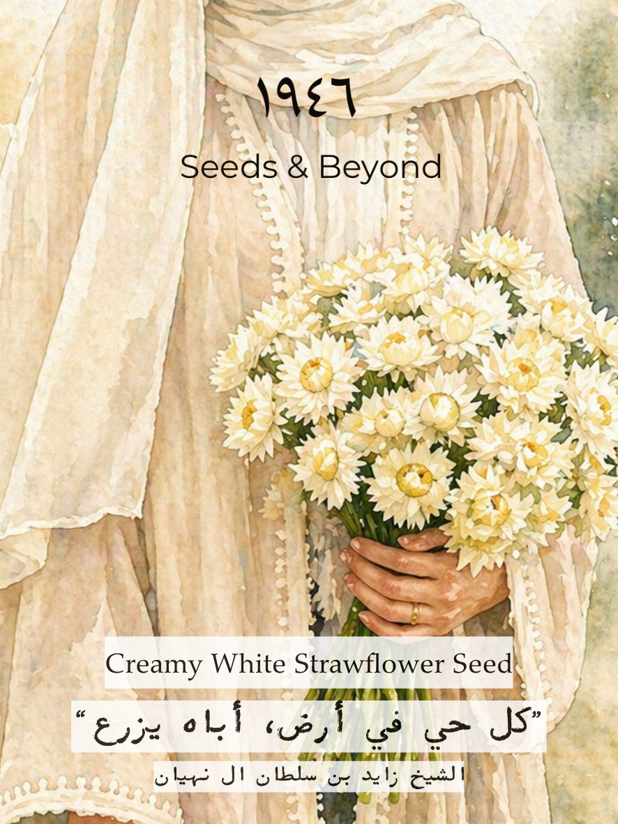Creamy White Strawflower Seed