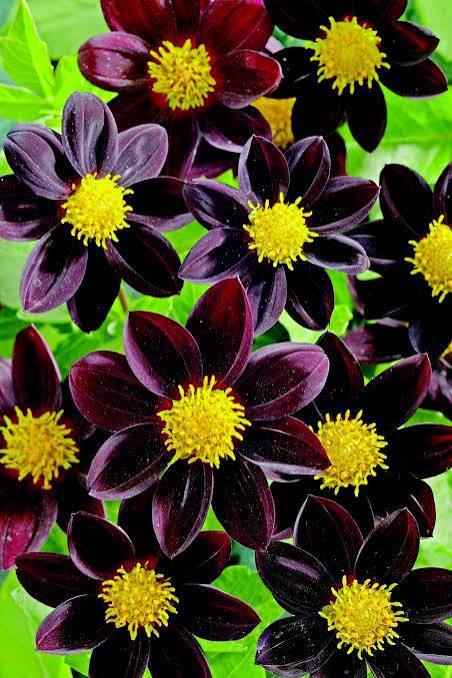 Black Beauty Dahlia