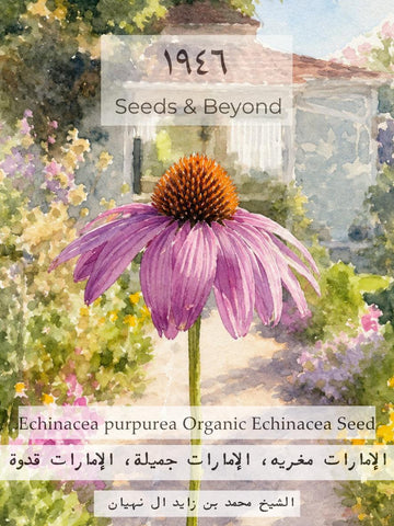 Echinacea purpurea
Echinacea Seed