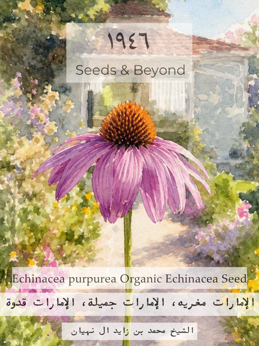 Echinacea purpurea
Echinacea Seed