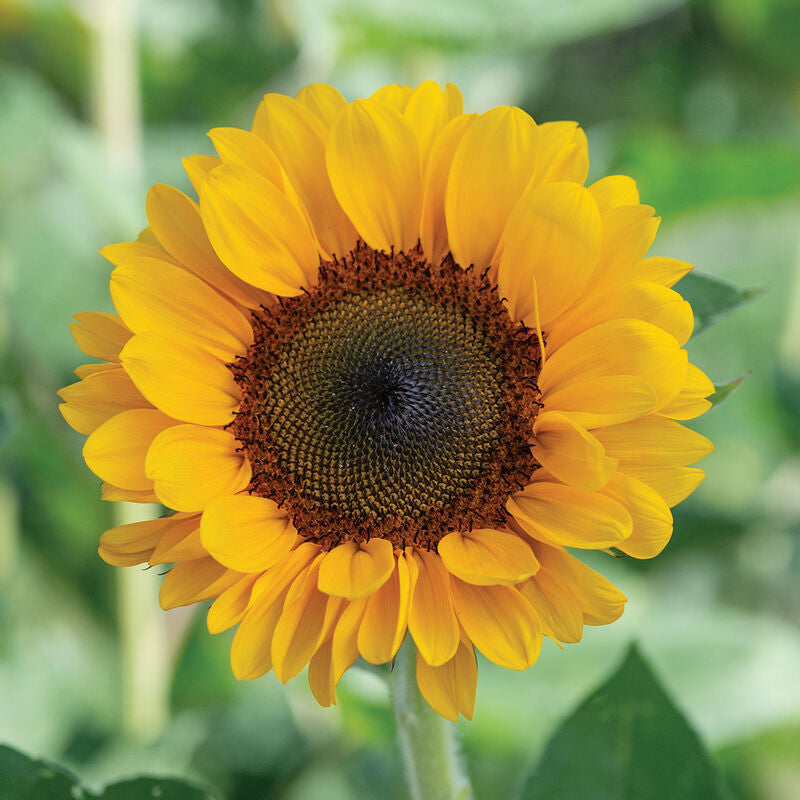 Vincent®s Choice DMR (F1) Sunflower Seed