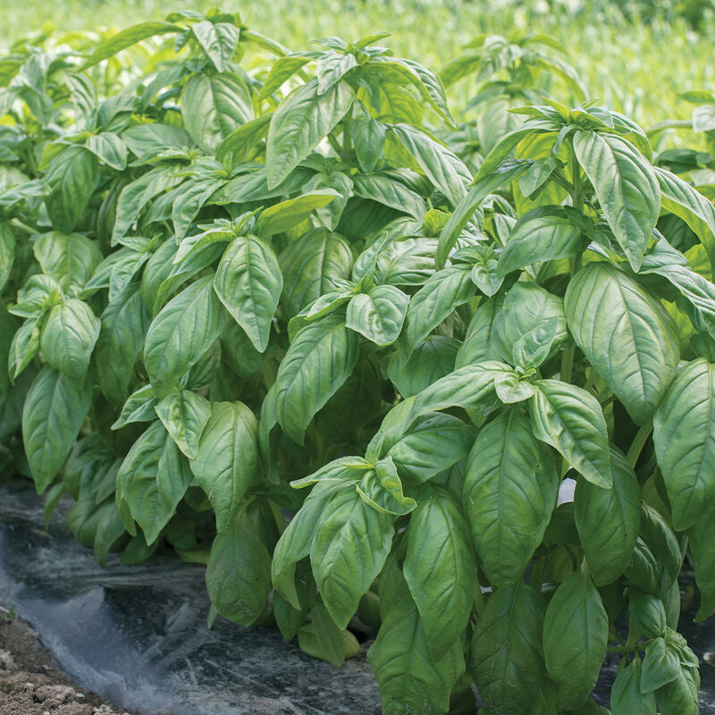 Genovese Compact Improved Basil Seed