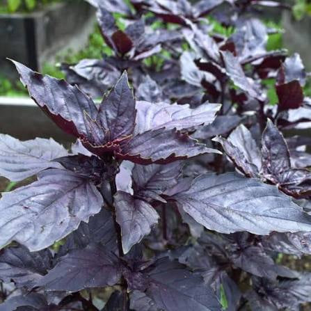 Dark Opal Basil Seed