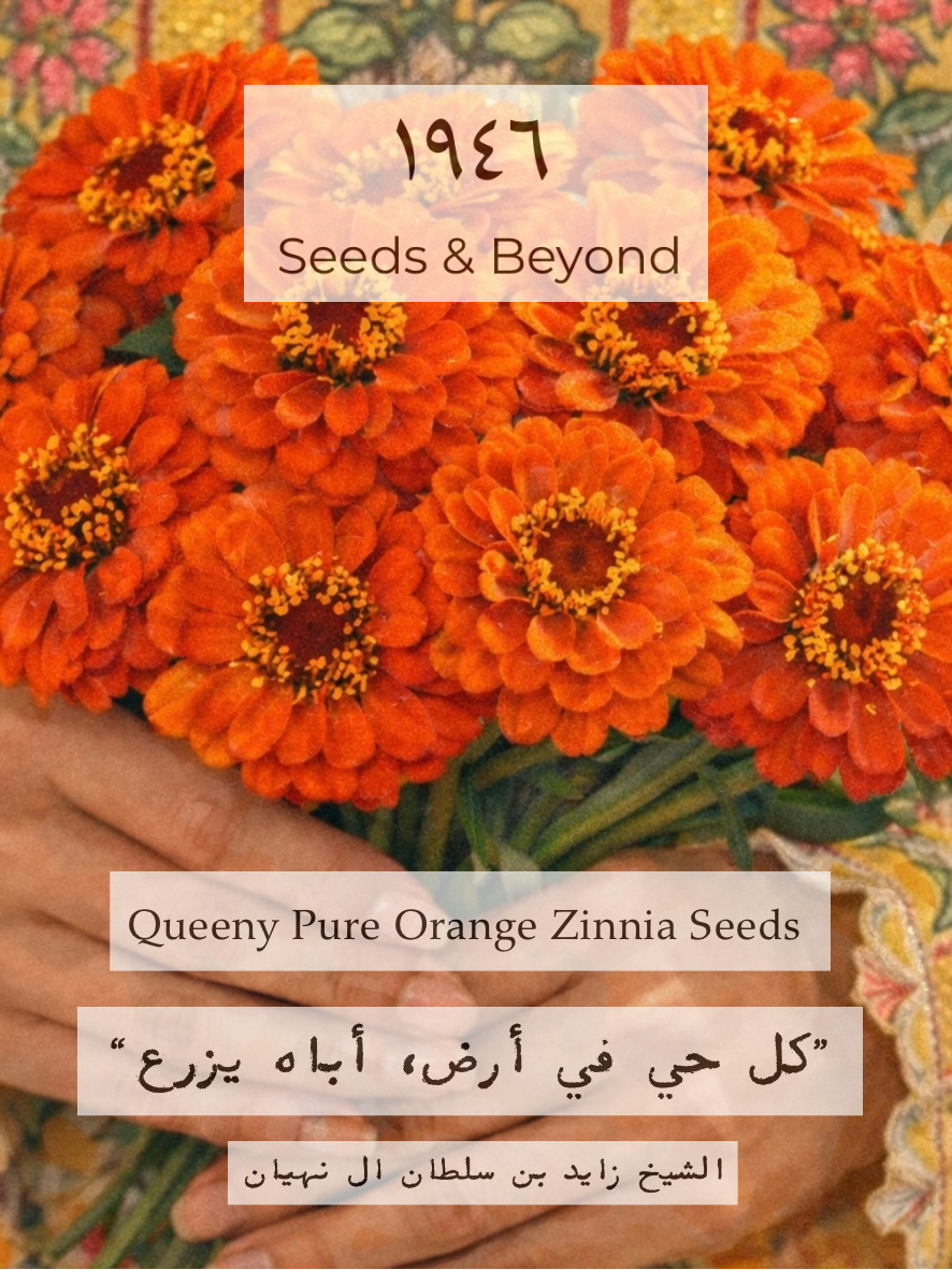Queeny Pure Orange Zinnia Seed