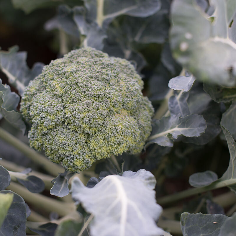 Marathon
(F1) Broccoli Seed