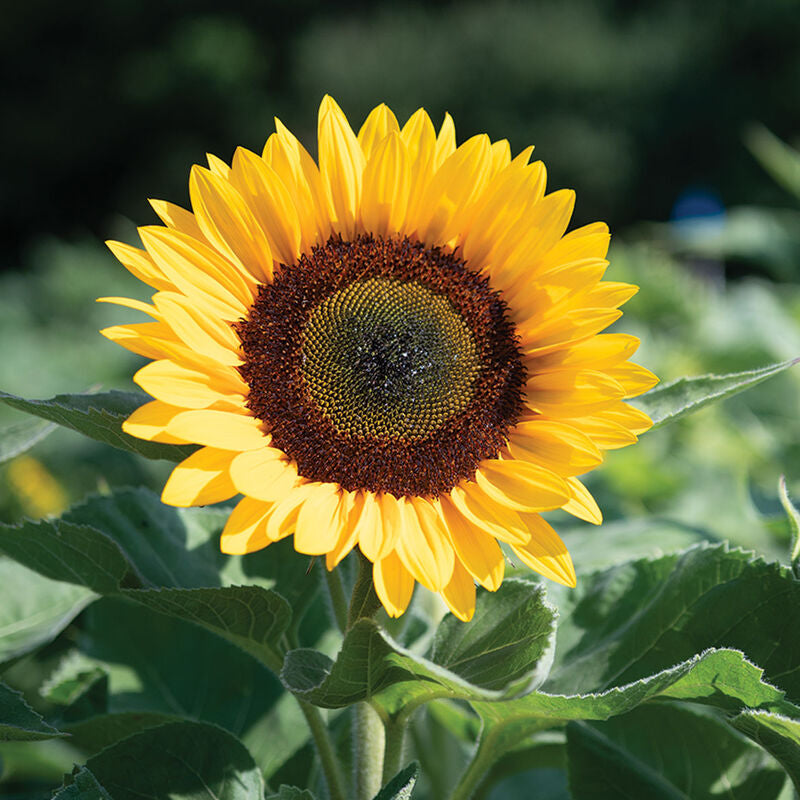 Sunrich Orange DMR
(F1) Sunflower Seed