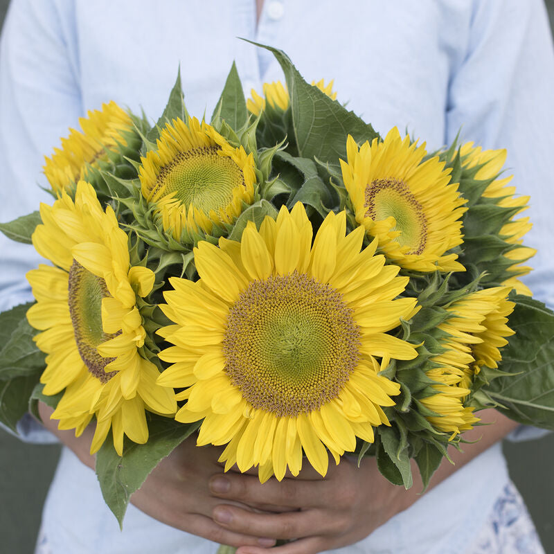 Sunrich Lime
(F1) Sunflower Seed
