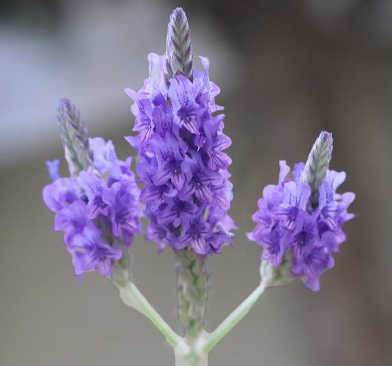 Origano Lavender Seed