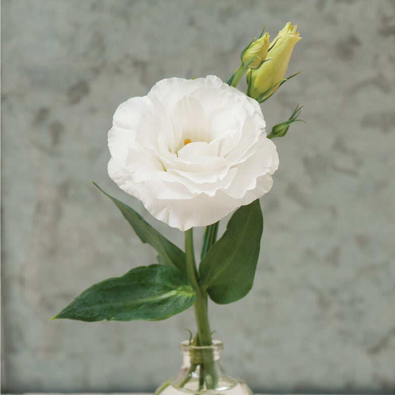 Mariachi Pure White
Pelleted (F1) Lisianthus Seed
