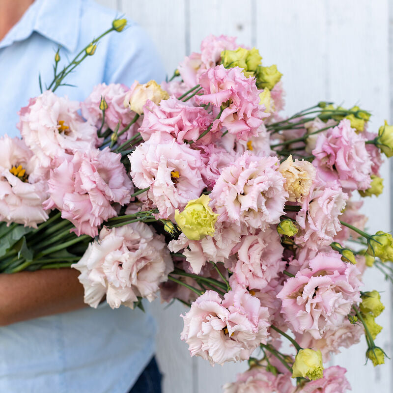 Voyage 2 Pink Improved
Pelleted (F1) Lisianthus