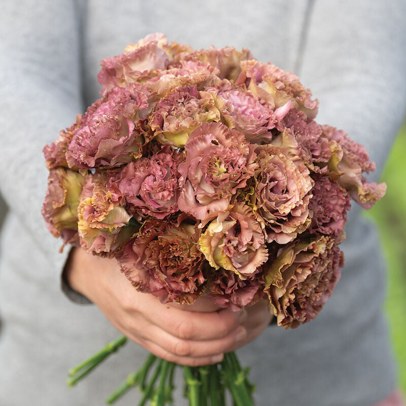 Rosanne 2 Terracotta
Pelleted (F1) Lisianthus Seed
