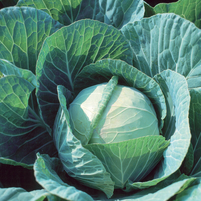 Farao
Organic (F1) Cabbage Seed