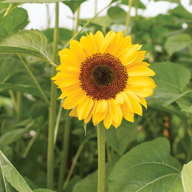 ProCut® Horizon
(F1) Sunflower Seed