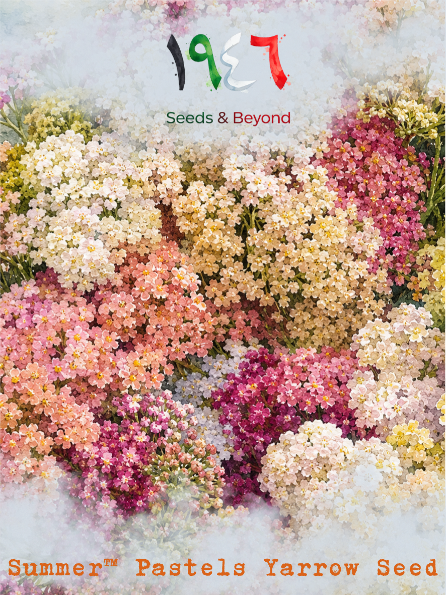 Hamayel Flower