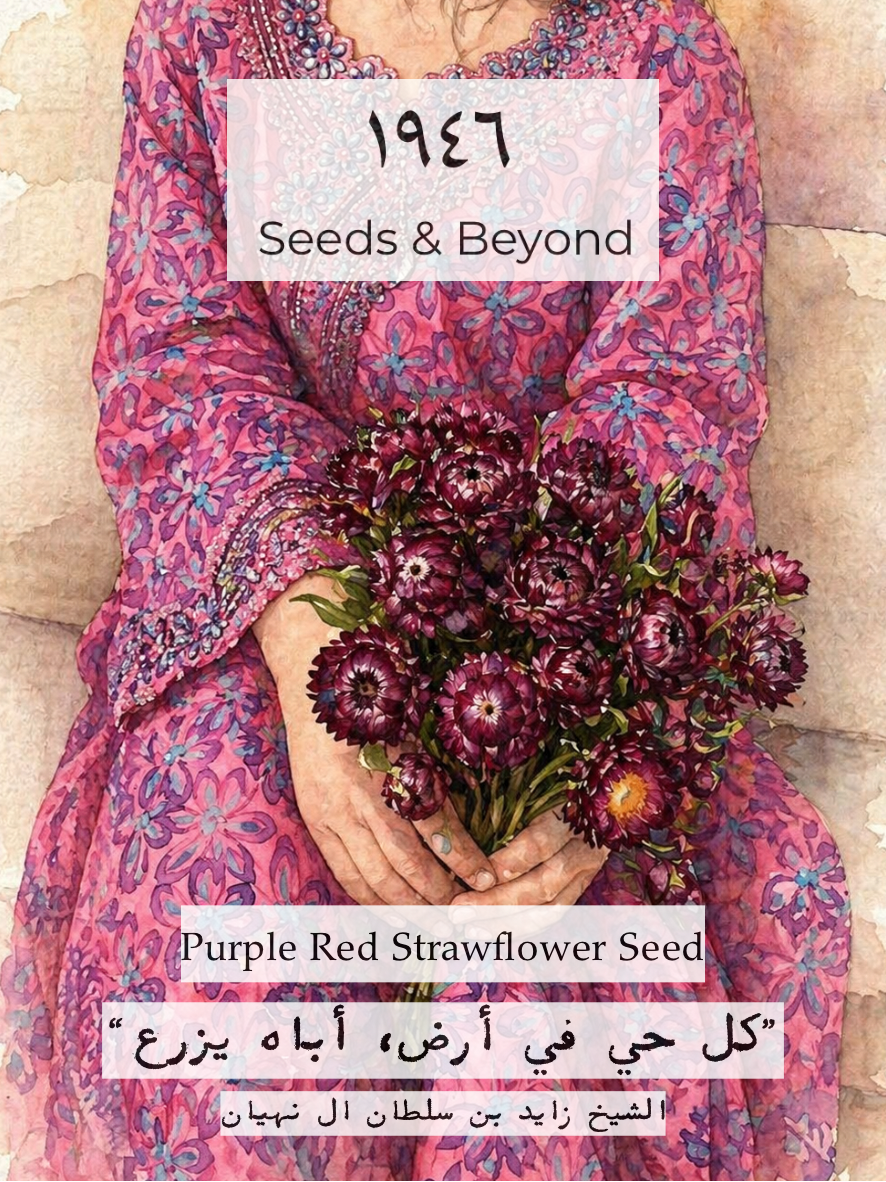 Purple Red Strawflower