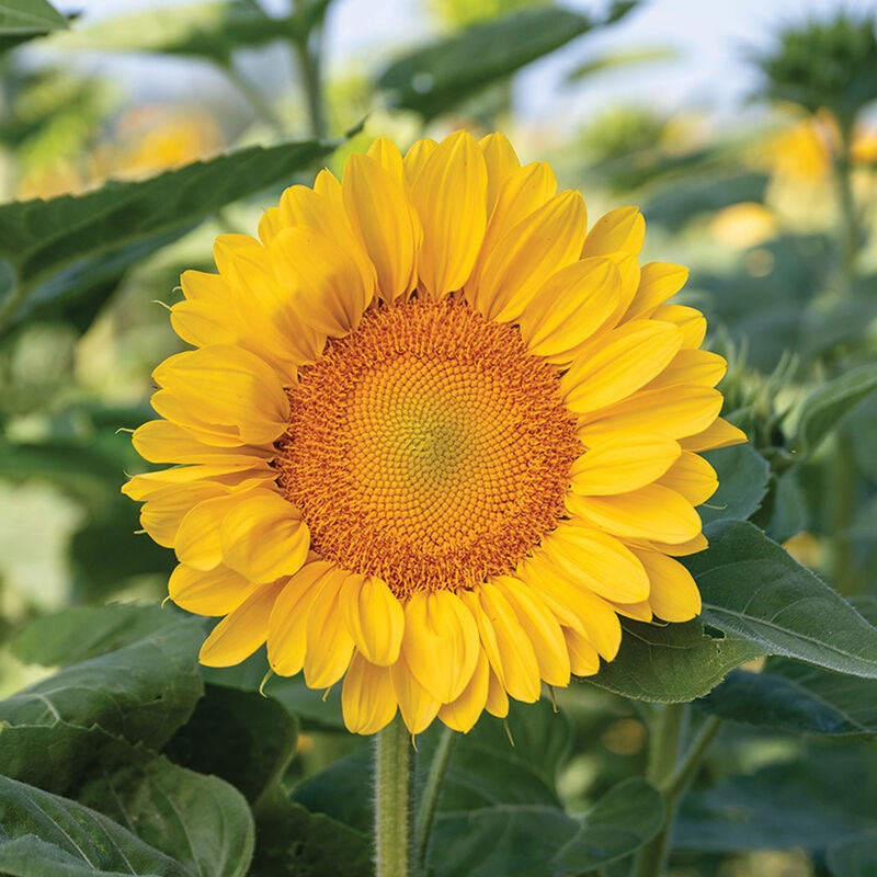 ProCut® Peach Lite
(F1) Sunflower Seed