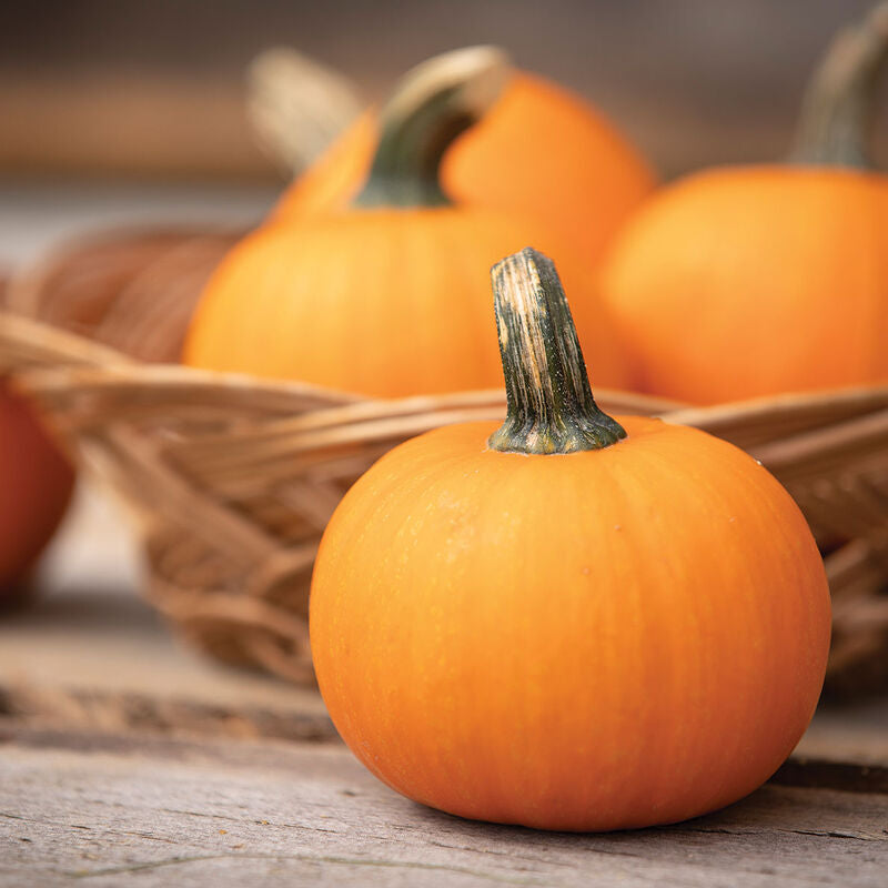 Wee-B-Little
Pumpkin Seed