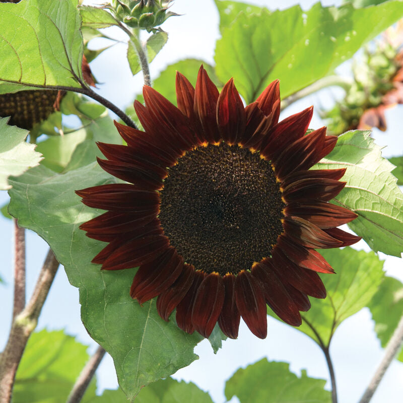 Rouge Royale
(F1) Sunflower Seed