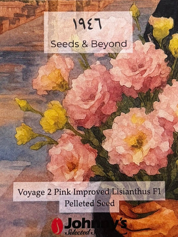 Voyage 2 Pink Improved
Pelleted (F1) Lisianthus