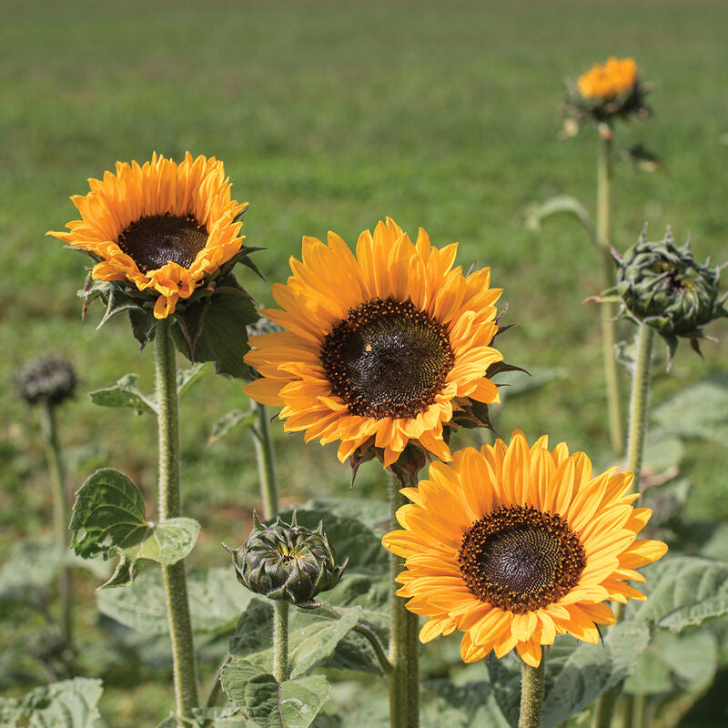 Soraya
Sunflower Seed