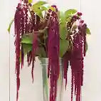 Love-Lies-Bleeding
Amaranthus Seed