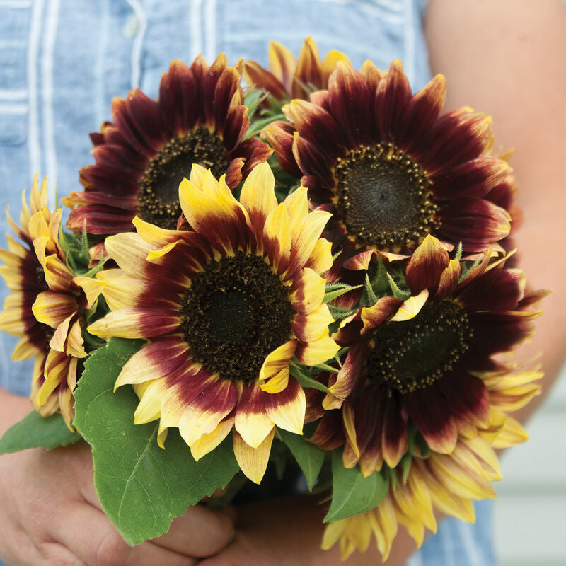 Florenza
Sunflower Seed