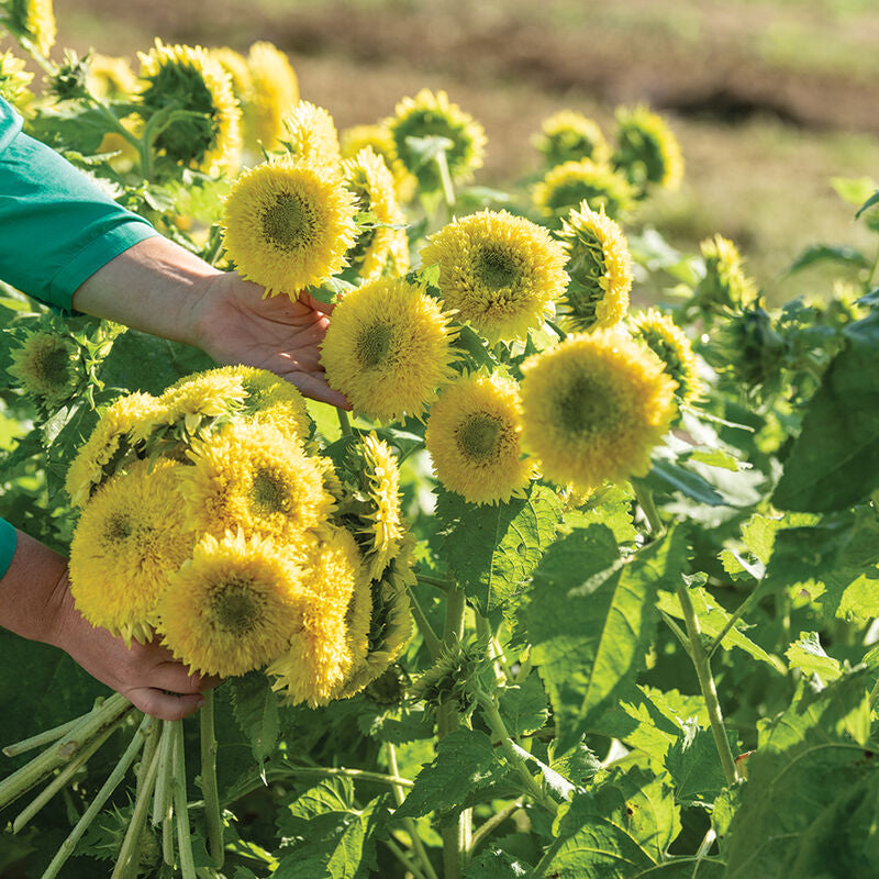 Gummy Bear Sunflower