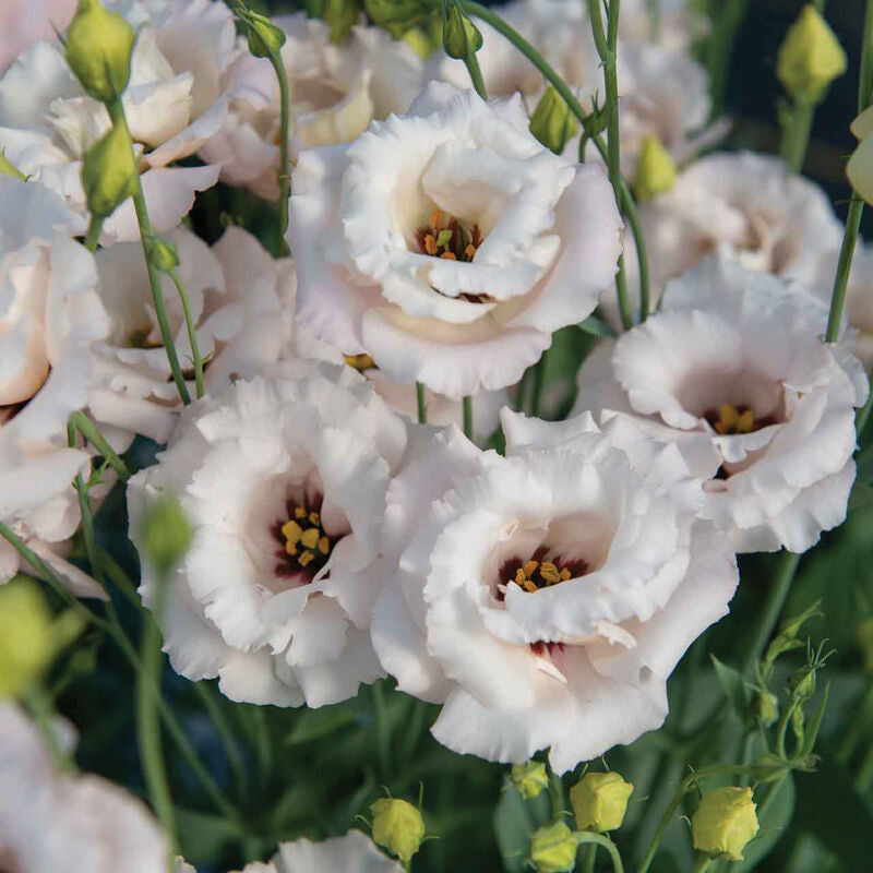 Corelli™ III Light Pink (F1) Lisianthus Seed