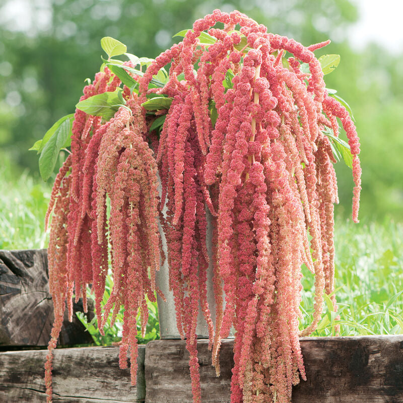 Coral Fountain
Amaranthus Seed