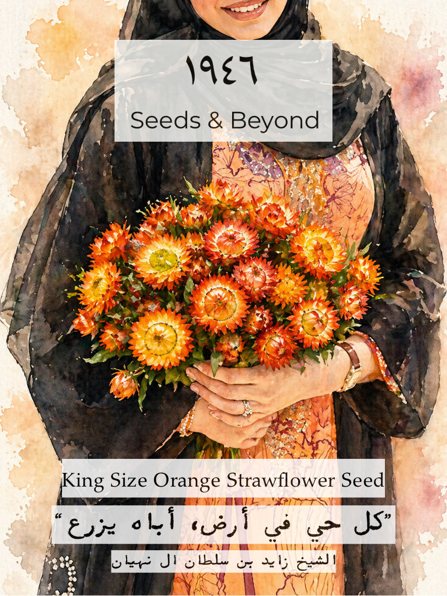 King Size Orange Strawflower Seed