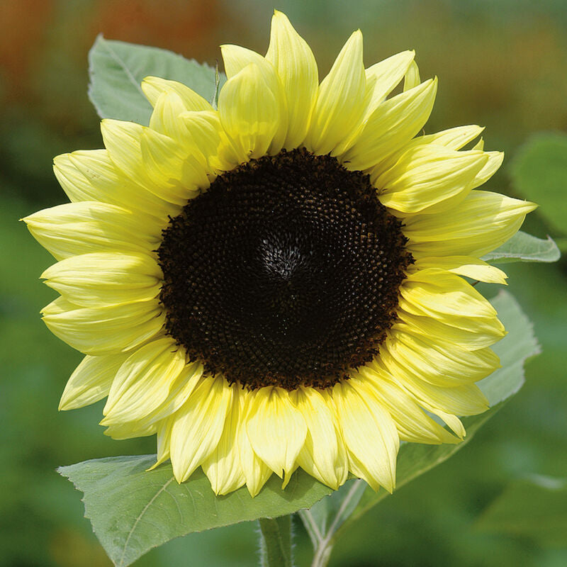 ProCut® Lemon
(F1) Sunflower Seed