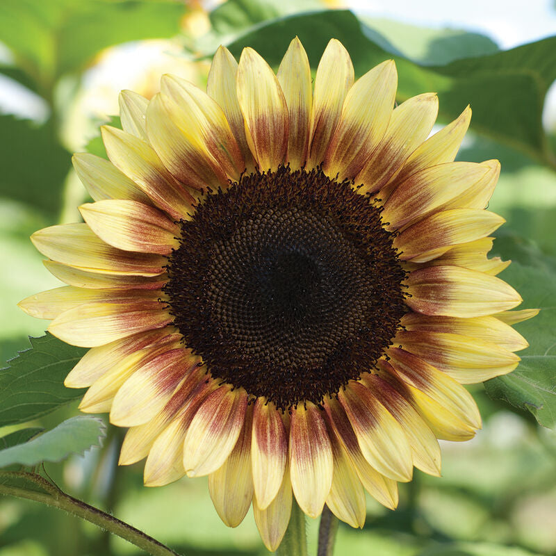 ProCut® Red/Lemon Bicolor
(F1) Sunflower Seed