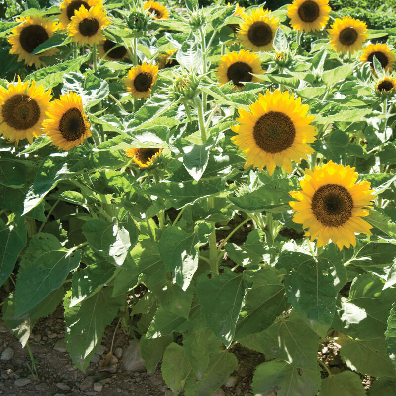 Big Smile
Sunflower Seed
