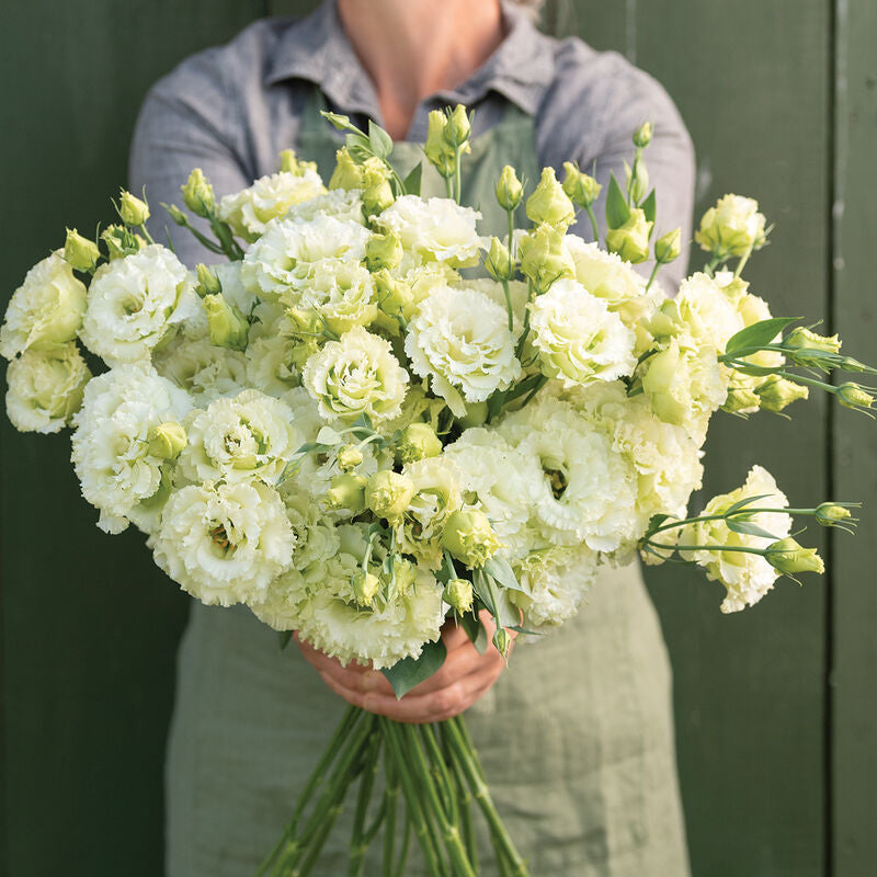 Voyage 2 Green II
Pelleted (F1) Lisianthus