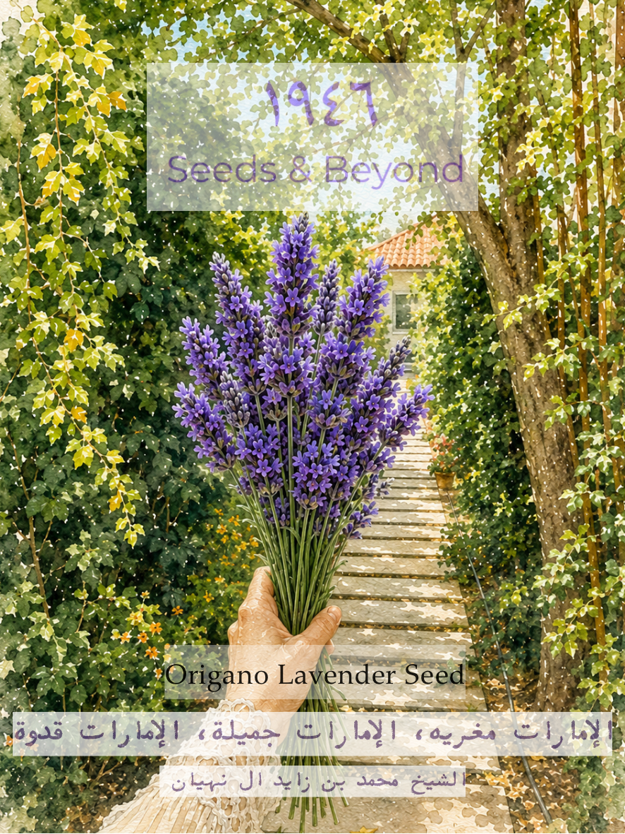 Origano Lavender Seed