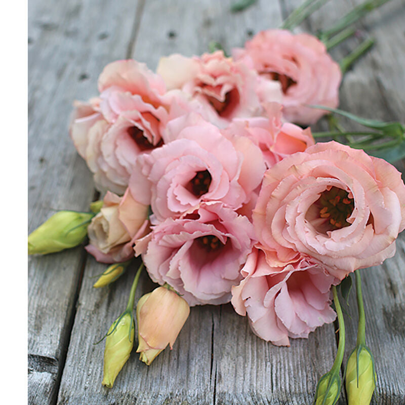 Arena III Apricot
Pelleted (F1) Lisianthus Seed