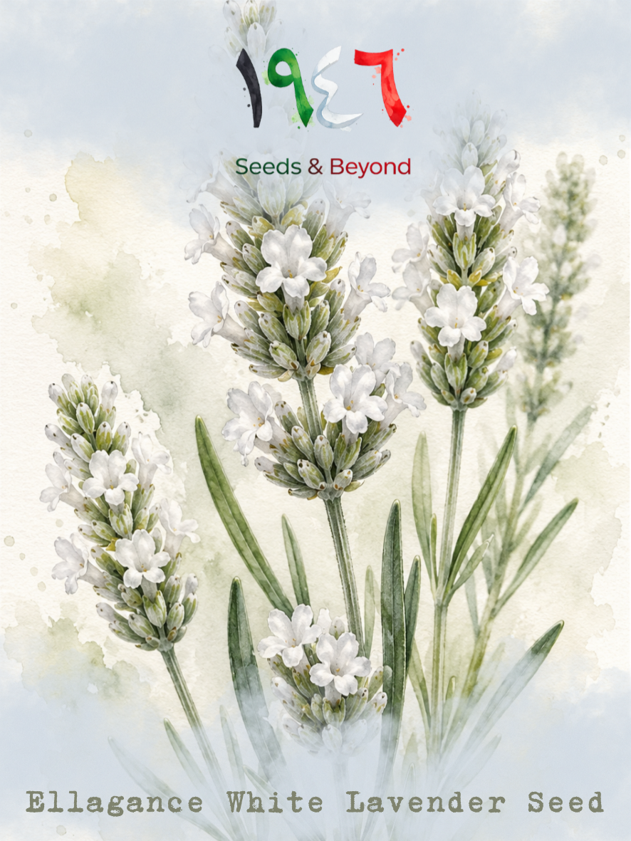 Hamayel Flower