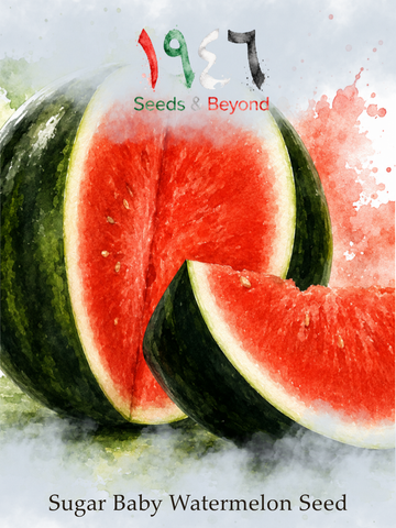 Sugar Baby
Watermelon Seed