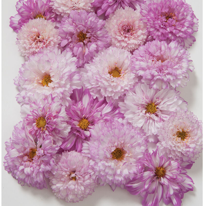 1946 Cosmos Collection