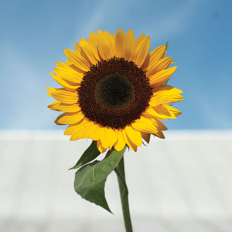 Sunbright Supreme
(F1) Sunflower Seed