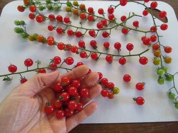 Spoon Tomato Seed