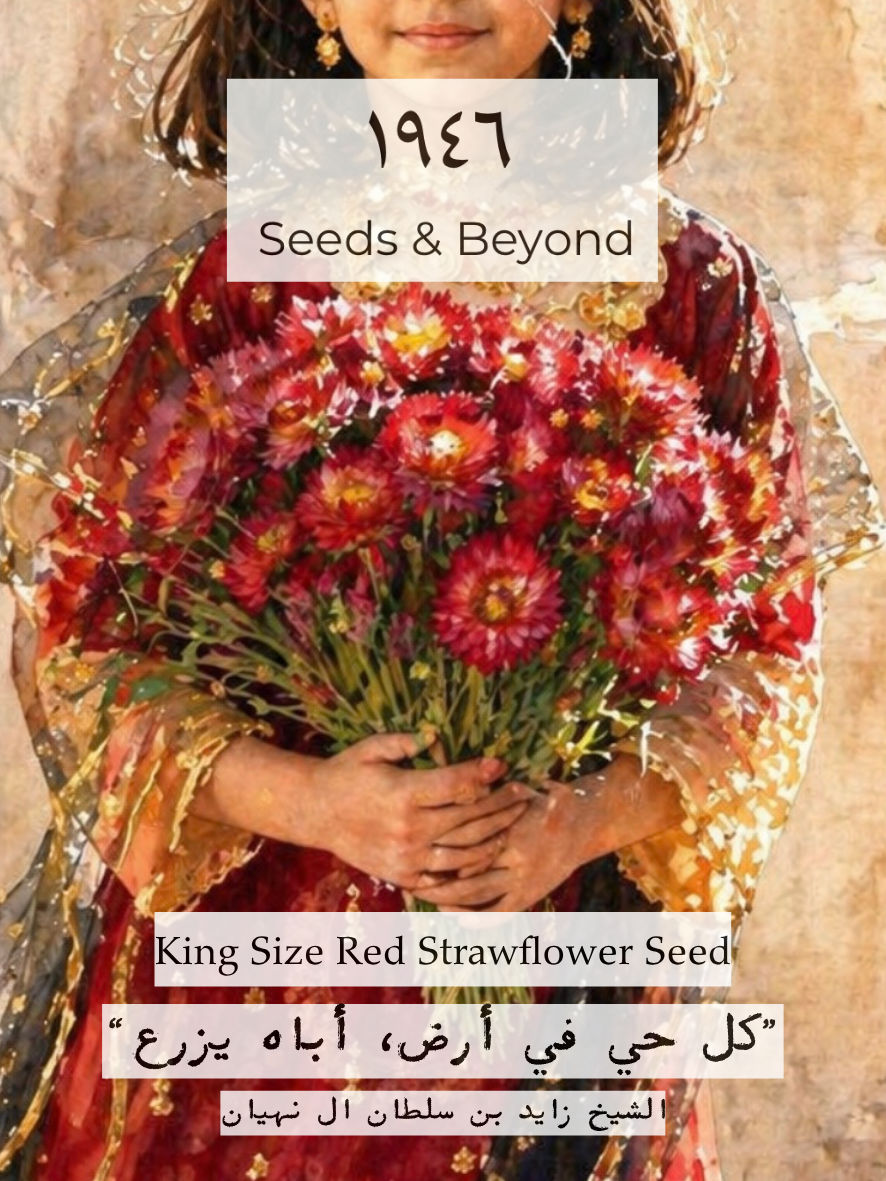 King Size Red Strawflower