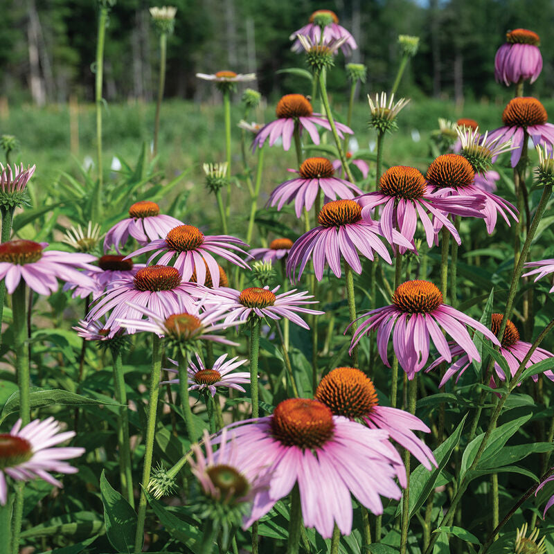 Echinacea purpurea
Echinacea Seed