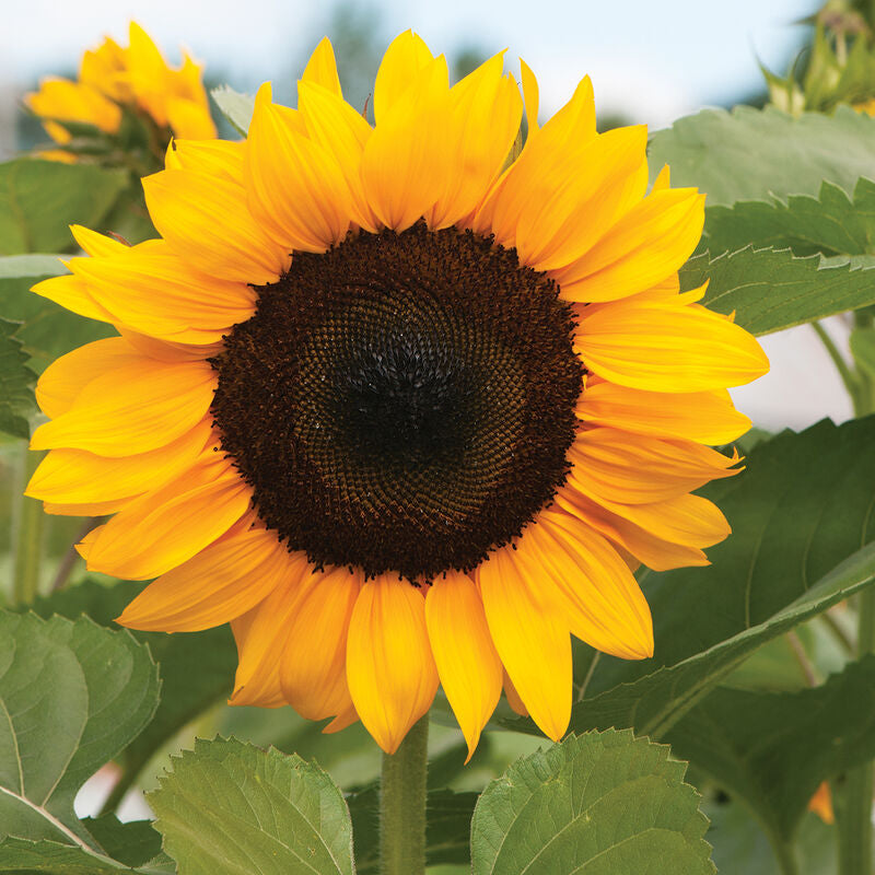 ProCut® Orange
(F1) Sunflower Seed