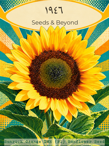 Sunrich Orange DMR
(F1) Sunflower Seed