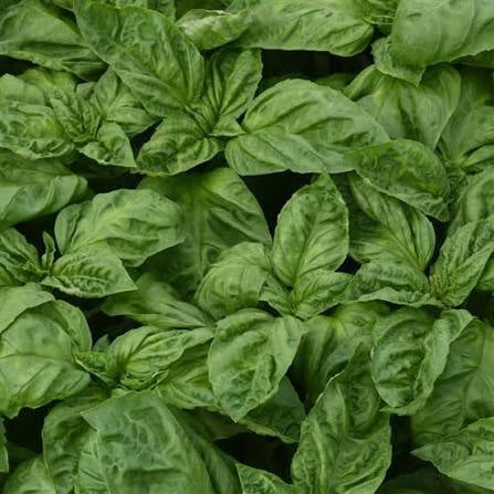 Newton Basil Seed