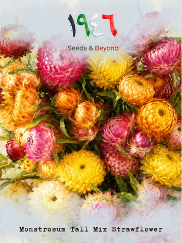 Monstrosum Tall Mix
Strawflower Seed