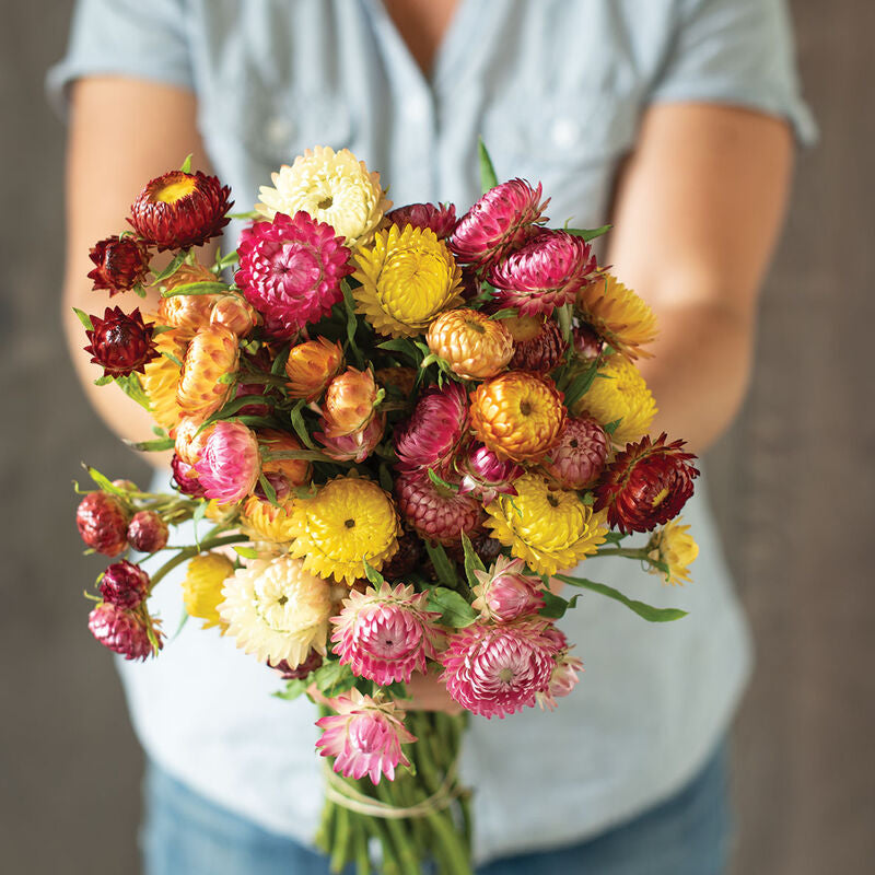 Monstrosum Tall Mix
Strawflower Seed