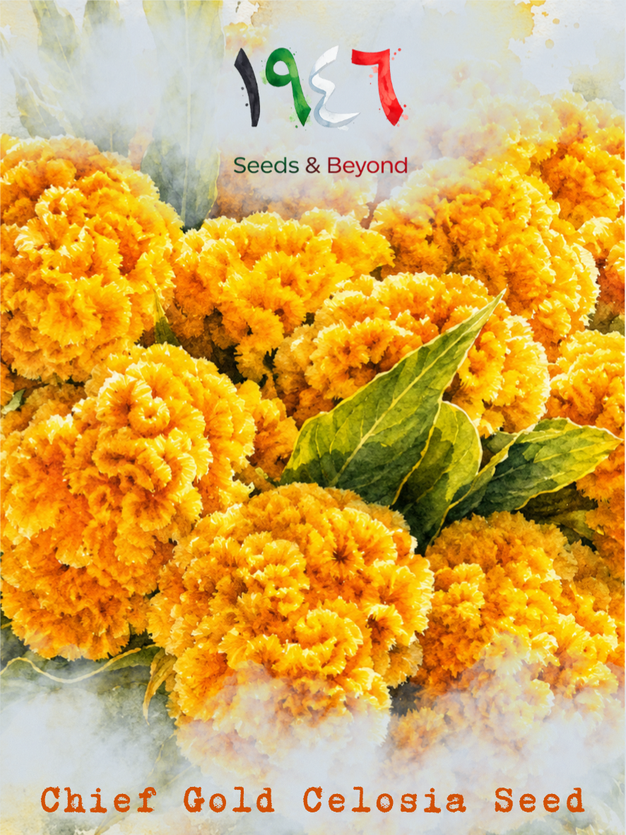 Hamayel Flower