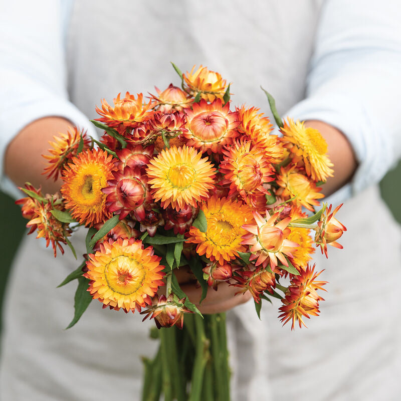 King Size Orange Strawflower Seed